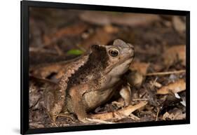 South American Crested Toad, Yasuni NP, Amazon Rainforest, Ecuador-Pete Oxford-Framed Photographic Print