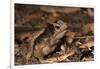 South American Crested Toad, Yasuni NP, Amazon Rainforest, Ecuador-Pete Oxford-Framed Premium Photographic Print