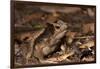 South American Crested Toad, Yasuni NP, Amazon Rainforest, Ecuador-Pete Oxford-Framed Premium Photographic Print