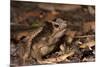 South American Crested Toad, Yasuni NP, Amazon Rainforest, Ecuador-Pete Oxford-Mounted Premium Photographic Print