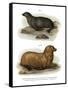 South American Fur Seal, 1860-null-Framed Stretched Canvas