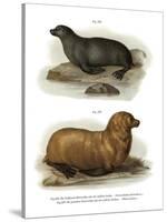 South American Fur Seal, 1860-null-Stretched Canvas