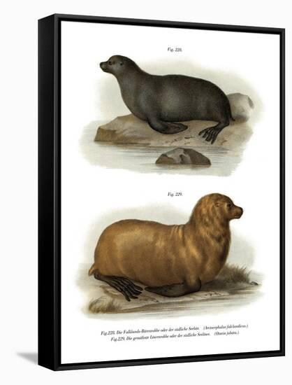 South American Fur Seal, 1860-null-Framed Stretched Canvas