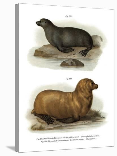 South American Fur Seal, 1860-null-Stretched Canvas