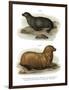 South American Fur Seal, 1860-null-Framed Giclee Print