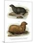 South American Fur Seal, 1860-null-Mounted Giclee Print