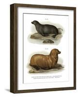 South American Fur Seal, 1860-null-Framed Giclee Print