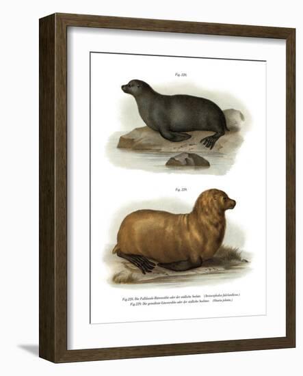 South American Fur Seal, 1860-null-Framed Giclee Print