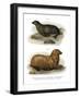 South American Fur Seal, 1860-null-Framed Giclee Print