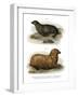 South American Fur Seal, 1860-null-Framed Giclee Print