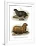 South American Fur Seal, 1860-null-Framed Giclee Print