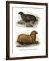 South American Fur Seal, 1860-null-Framed Giclee Print