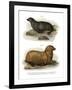 South American Fur Seal, 1860-null-Framed Giclee Print