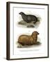 South American Fur Seal, 1860-null-Framed Giclee Print