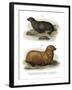 South American Fur Seal, 1860-null-Framed Giclee Print