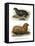 South American Fur Seal, 1860-null-Framed Stretched Canvas