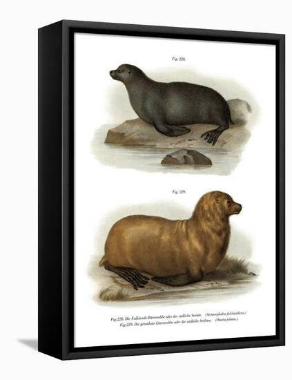 South American Fur Seal, 1860-null-Framed Stretched Canvas