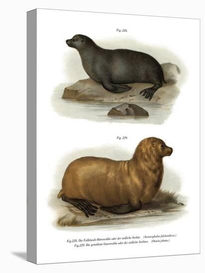 South American Fur Seal, 1860-null-Stretched Canvas