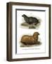 South American Fur Seal, 1860-null-Framed Giclee Print