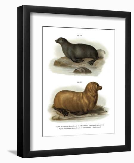 South American Fur Seal, 1860-null-Framed Giclee Print