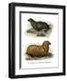 South American Fur Seal, 1860-null-Framed Giclee Print