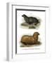South American Fur Seal, 1860-null-Framed Giclee Print