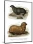 South American Fur Seal, 1860-null-Mounted Giclee Print