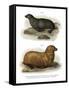 South American Fur Seal, 1860-null-Framed Stretched Canvas