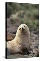 South American Fur Seal-DLILLC-Stretched Canvas