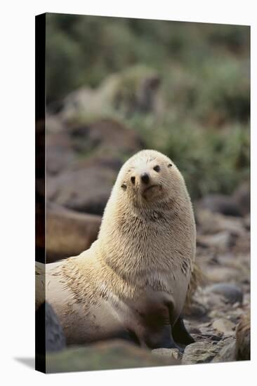 South American Fur Seal-DLILLC-Stretched Canvas