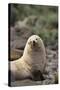 South American Fur Seal-DLILLC-Stretched Canvas