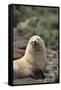 South American Fur Seal-DLILLC-Framed Stretched Canvas