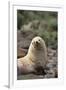 South American Fur Seal-DLILLC-Framed Premium Photographic Print