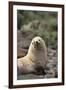 South American Fur Seal-DLILLC-Framed Premium Photographic Print