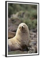 South American Fur Seal-DLILLC-Framed Premium Photographic Print