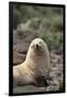 South American Fur Seal-DLILLC-Framed Premium Photographic Print