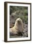 South American Fur Seal-DLILLC-Framed Photographic Print