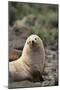 South American Fur Seal-DLILLC-Mounted Photographic Print