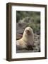 South American Fur Seal-DLILLC-Framed Photographic Print