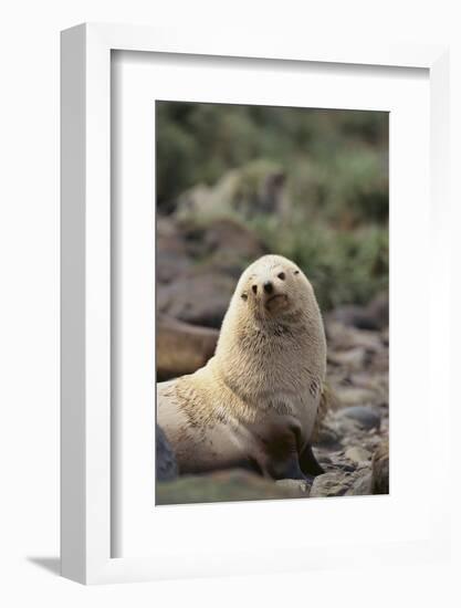 South American Fur Seal-DLILLC-Framed Photographic Print