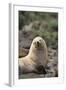 South American Fur Seal-DLILLC-Framed Photographic Print