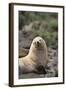 South American Fur Seal-DLILLC-Framed Photographic Print