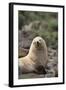 South American Fur Seal-DLILLC-Framed Photographic Print