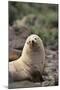 South American Fur Seal-DLILLC-Mounted Photographic Print