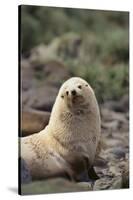 South American Fur Seal-DLILLC-Stretched Canvas