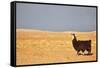 South American Llama-zanskar-Framed Stretched Canvas