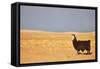 South American Llama-zanskar-Framed Stretched Canvas