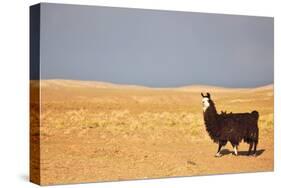 South American Llama-zanskar-Stretched Canvas