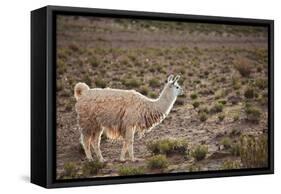 South American Llama-zanskar-Framed Stretched Canvas