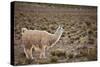 South American Llama-zanskar-Stretched Canvas